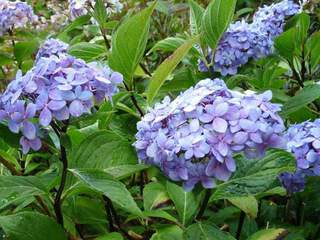 Hortensia - HYDRANGEA macrophylla 'Nigra' - Arbuste