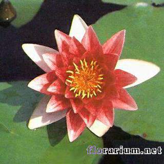 Nymphaea Escarboucle