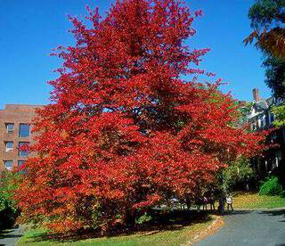 Nyssa - NYSSA sylvatica - Arbre