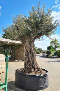 Olea europaea ob1