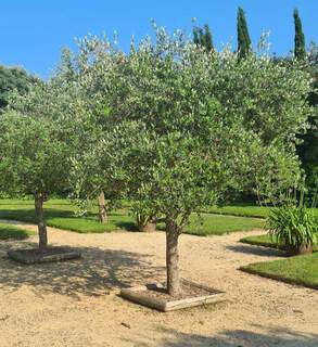 Olea europaea