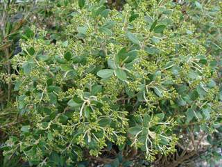 Olearia - OLEARIA x haasti - Arbuste