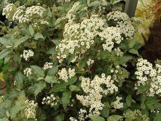 OLEARIA Macrodontha