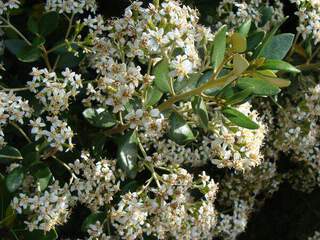 Olearia