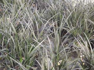 OPHIOPOGON planiscapus 'Nigrescens'