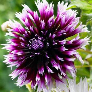 Dahlia cactus - DAHLIA cactus Opium - Bulbe