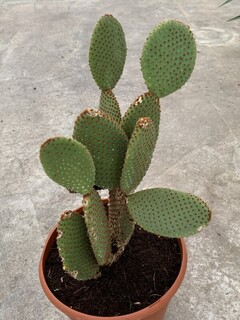 Cactus-raquette - OPUNTIA Vulgaris - ---------arbre-------------