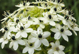 Ornithogalum saundersiae