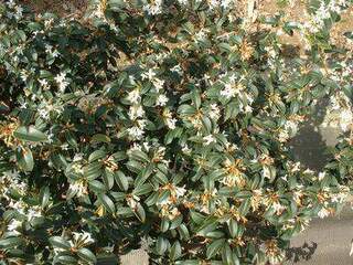 Osmanthe de burkwood - OSMANTHUS burkwoodii - Arbuste