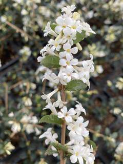 Osmanthe de Delavay - OSMANTHUS delavayi - Arbuste