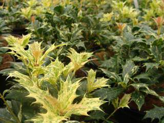 Osmanthe panaché à feuille de houx - OSMANTHUS heterophyllus 'Goshiki' - Arbuste