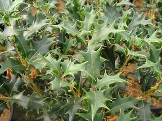 Osmanthe à feuille de houx - OSMANTHUS heterophyllus - Arbuste