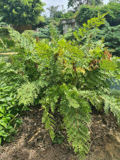 Osmunda regalis