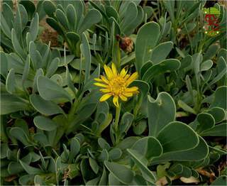 Othonne à feuilles de Giroflée - OTHONNA cheirifolia - Arbuste