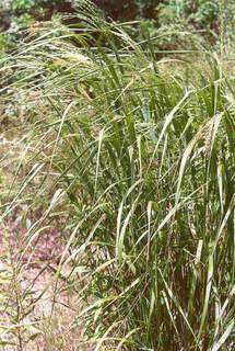 Panic - PANICUM virgatum 'Rehbraun' - Graminées