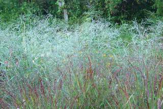 Panic - PANICUM virgatum 'Prairie Sky' - Graminées