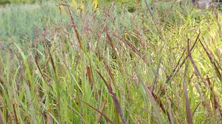 PANICUM virgatum Squaw2