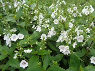 Parahebe blanche - PARAHEBE 'Avalanche' - Arbuste