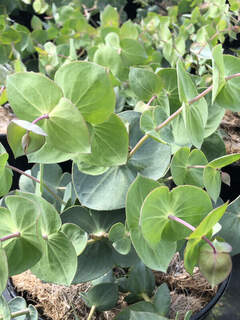 Véronique australienne - PARAHEBE perfoliata - Arbuste