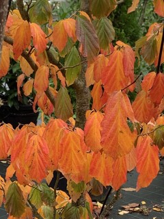 Arbre de fer - PARROTIA persica - Arbuste