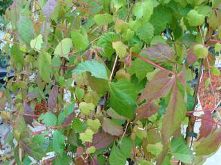 Vigne vierge - PARTHENOCISSUS triscuspidata 'Vietchii' - Plante grimpante