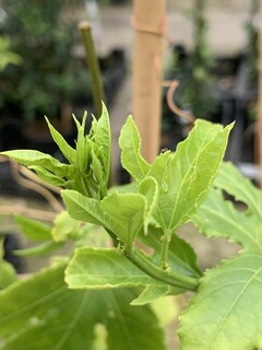 Fruit de la passion - PASSIFLORA edulis - Plante grimpante