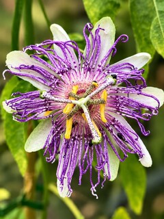Passiflore  - PASSIFLORA incarnata 'Eia popeia'® - Plante grimpante