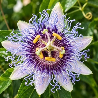 Passiflore  - PASSIFLORA 'Purple haze' - Plante grimpante