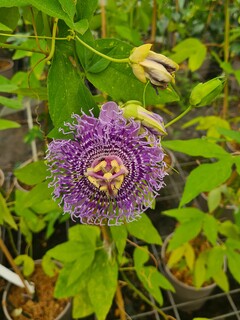 PASSIFLORA Fata confetto (2)