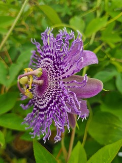 PASSIFLORA Fata confetto (3)