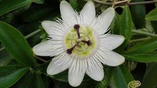 Passiflore blanche - PASSIFLORA caerulea 'Constance elliot' - Plante grimpante