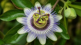 Fruit de la passion - PASSIFLORA edulis - Plante grimpante