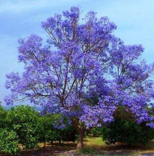 Arbre impérial - PAULOWNIA tomentosa - Arbre