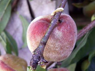 Prunus persica - PECHER 'Pêche de vigne' - Arbre fruitier