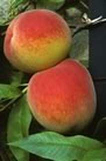 Prunus persica - PECHER 'Dixired' - Arbre fruitier