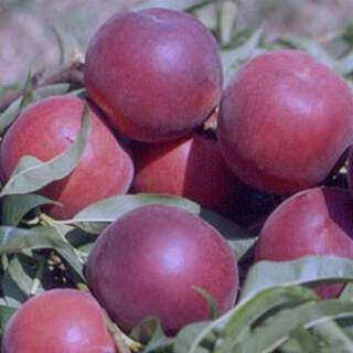 Prunus persica - PECHER 'Redhaven' - Arbre fruitier