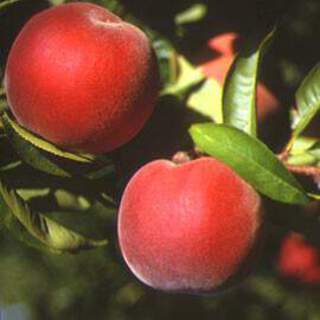 Prunus persica - PECHER 'Reine des vergers' - Arbre fruitier