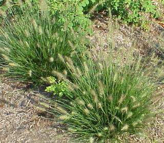 Herbes aux écouvillons - PENNISETUM alopecuroides 'Little Bunny' - Graminées