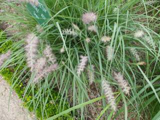 PENNISETUM orientale AT