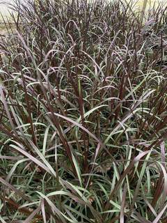 Millet ornemental - PENNISETUM 'Princesse Caroline®' - Graminées