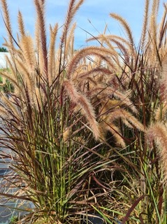 Pennisetum Tiny tails (2)-redimensionne-taille-600x803