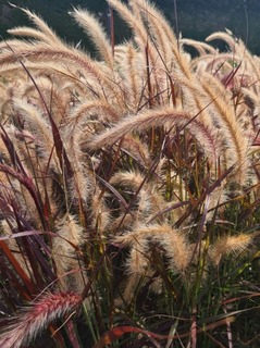 Herbes aux écouvillons - PENNISETUM advena 'Tiny tails' - Graminées