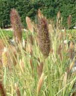 pennisetum-red-bunny