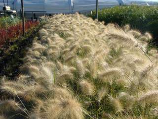 Herbes aux écouvillons - PENNISETUM villosum - Graminées