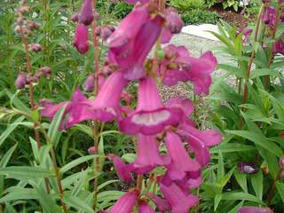 Penstemon - PENSTEMON violet - Vivace