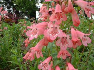 Penstemon - PENSTEMON rose - Vivace