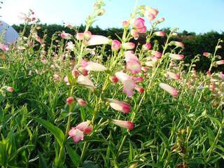 Penstemon - PENSTEMON 'Souvenir d'Adrien Regnier' - Vivace