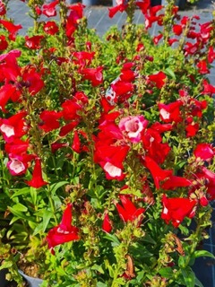 Galane - PENSTEMON 'Le phare' - Vivace