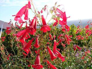 PENSTEMON rouge at