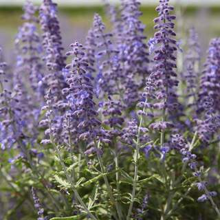 Sauge de Sibérie - PEROVSKIA atriplicifolia 'Lacey blue' - Arbuste